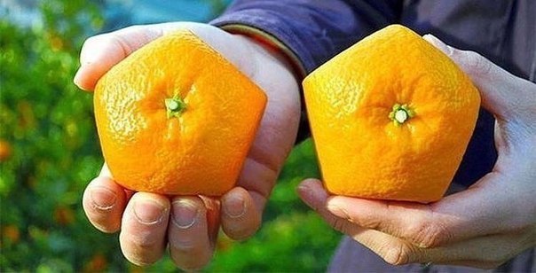 Фантазия у японцев зашкаливает