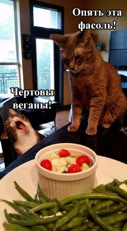 Веганы в семье, горе котанам )