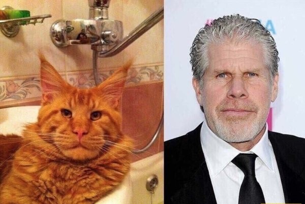 Прикольные фото для взрослых, воскресный выпуск - 05.11.2017